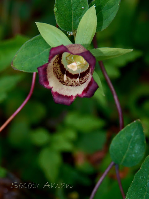 Codonopsis lanceolata