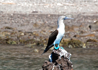 Blue Footed Boobie Sea of Cortez Mexico