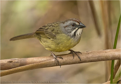 Cuban Sparrow