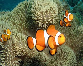 Clown Fish Wallpapers