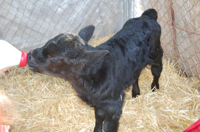 Feeding Babies on My Backyard  Bottle Feeding The Calf