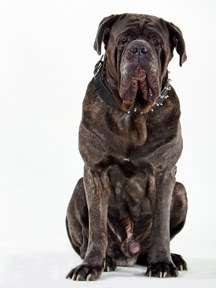 American Mastiff Dog Poster