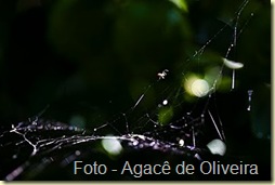 Aranha na teia (1)