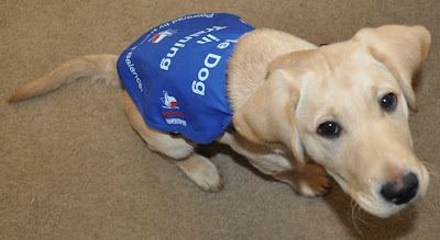 Picture of Bob in his medium puppy coat, he is sitting on carpet and looking up a the camera, his puppy coat looks the same as the smaller one but bigger lol. It takes up about three fourths of his back and looks really baggy.