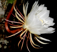 Kadupul Flower - Epiphyllum oxypetalum