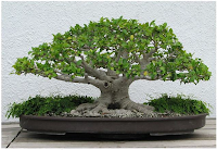 Ficus microcarpa 'Retusa