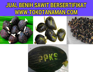 jual-benih-sawit-ppks-239.jpg