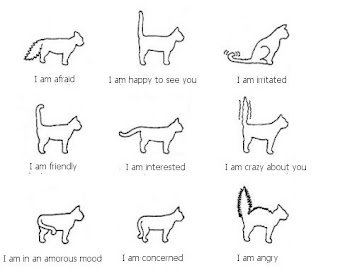 kedilerin kuyruklarından duygu durumlarını nasıl  anlayabılırsınız