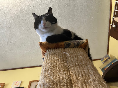 black and white cat on top of scratching post