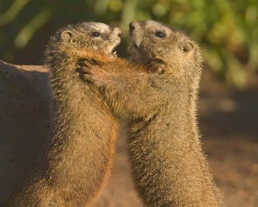 Marmot(Squirrels) - two Marmots Photo