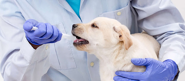 veterinary drugs compounding market