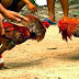 Tradisi Sabung Ayam di Indonesia Sudah Berabad-abad