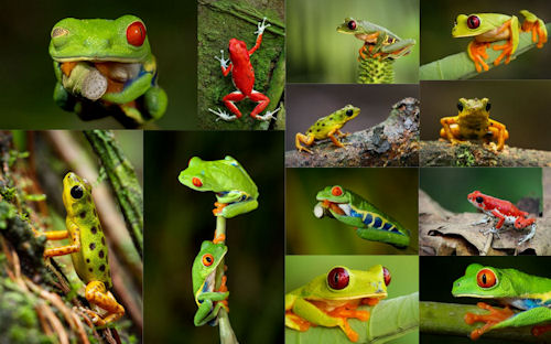 12 fotografías macro de ranas en su hábitat natural (frogs)