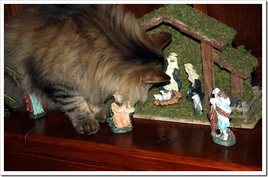 Crèche et chat