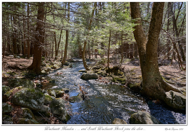 Wachusett Meadow: ... and South Wachusett Brook joins the choir...