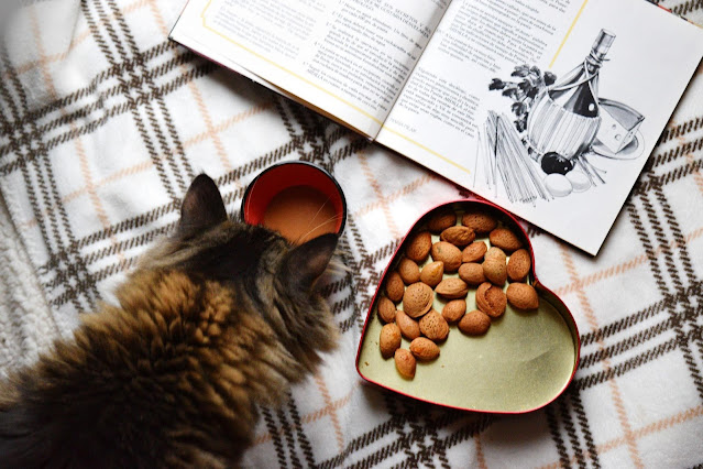 Cat Treats and Snacks: What’s Healthy?