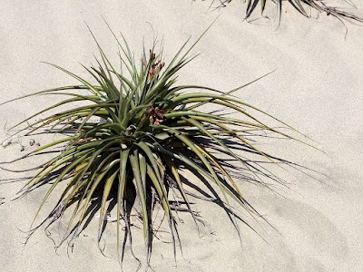 Tillandsia latifolia care and culture