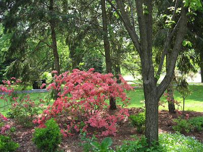 Coral Azalea near Port Credit Sign