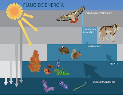 Resultado de imagen para funcionamiento del ecosistema