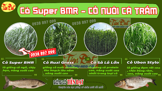 giống cỏ nuôi cá trắm cỏ tốt nhất là cỏ sudan lai Super BMR