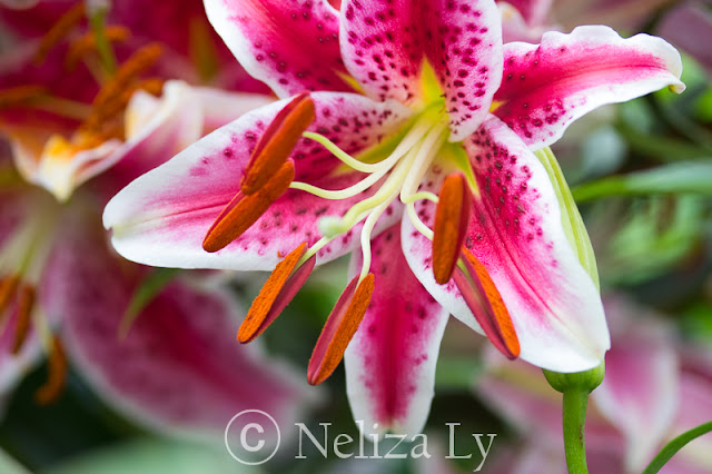 oriental lily