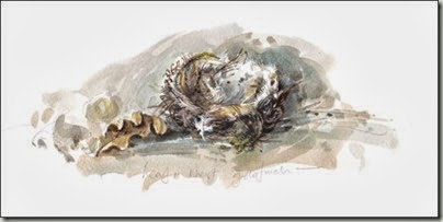 nest bg