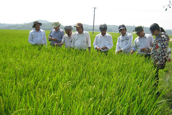 Agrilong phối hợp mang giống lúa Nhật bản trổ đòng trên đất Phú Yên