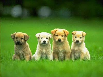 best puppy training tips