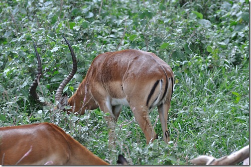 25 Africa 041