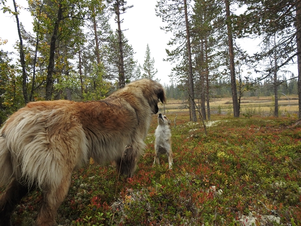 lundehund leonberger