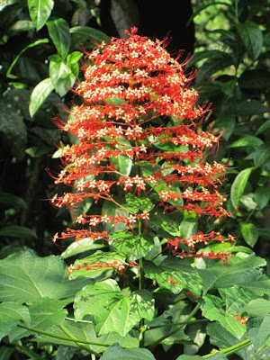 Clerodendrum panniculatum, Verbeanaceae, Inflorescence