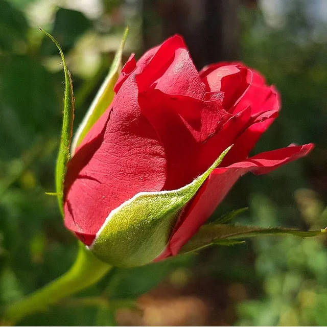 ফুলের ছবি, বিদেশি ফুলের ছবি, ফুলের ছবি সহ নাম, সুন্দর ফুলের ছবি, বিভিন্ন ফুলের ছবি, নতুন ফুলের ছবি, শাপলা ফুলের ছবি, ফুলের ছবি ডাউনলোড, ফুলের ছবি সুন্দর সুন্দর, বকুল ফুলের ছবি, সুন্দর পিকচার ফুলের পিকচার ফুলের ছবি, সেরা ফুলের ছবি, অসাধারণ কিছু ফুলের ,বিভিন্ন,ফুলের ছবি ও নাম, ফুলের ছবি download hd, বিভিন্ন রকম ফুলের ছবি।