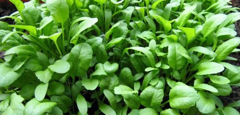 Cress growing in different regions of Iran. This plant contains starch and volatile oil.This plant grows in spring. to us and is used as food and medicine.