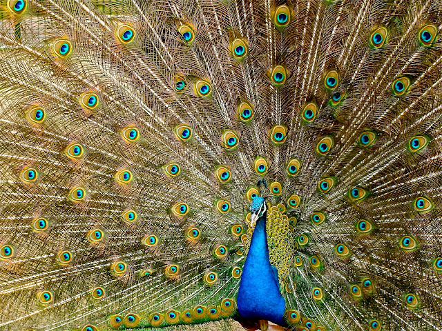 Beautiful Indian Peacock HD Wallpaper Free