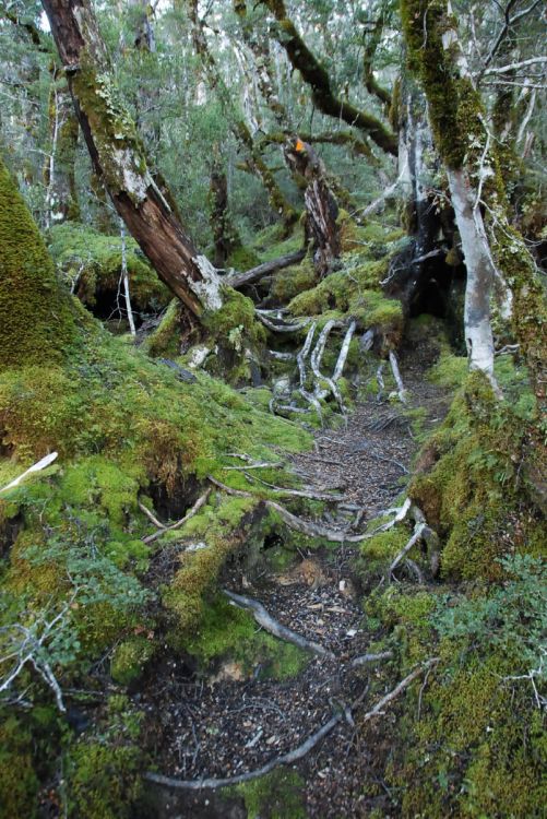 Nature in Mount Aspiring in New Zealand