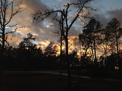 sunset trees silhouette 