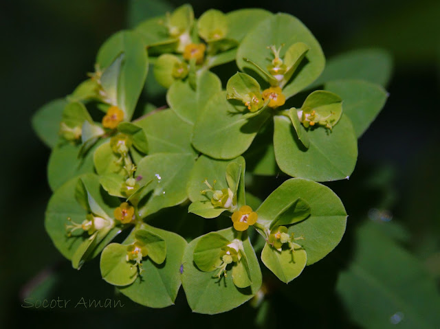 Euphorbia lasiocaula