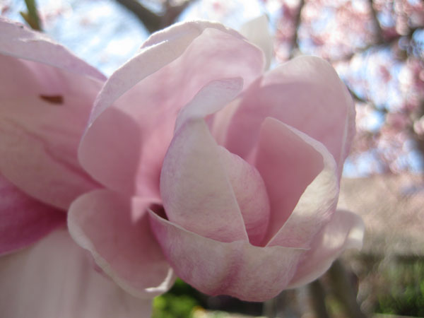 on the magnolia tree Mr.