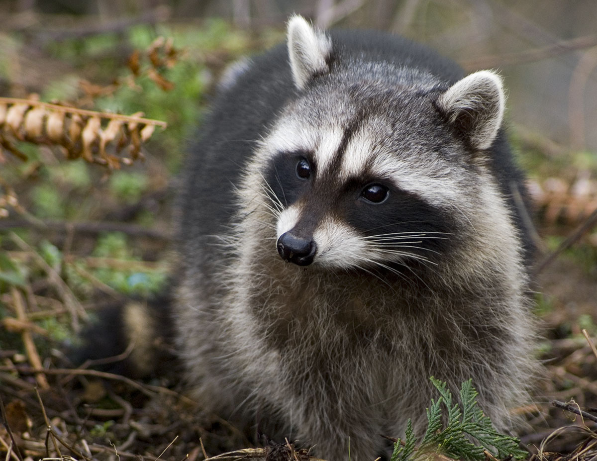  Raccoon  Wallpapers  Fun Animals Wiki Videos Pictures 