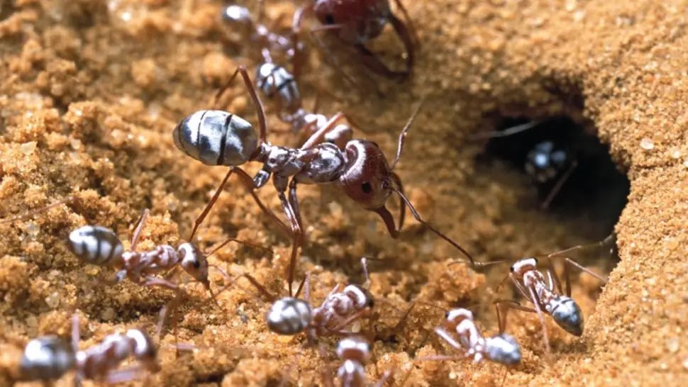 With natural ingredients ... tricks to get rid of ants in homes in the easiest way