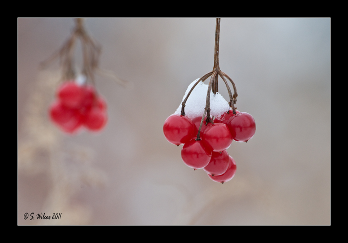 Scanlon Creek Conservation Area. Posted by Shawn Wilcox Photography at 8:06 