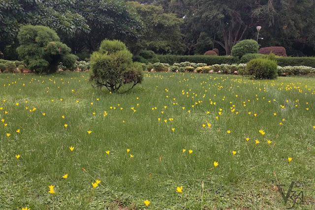 Flowers bloomed at the Lalbagh botanical gardens