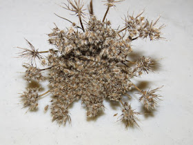 Queen Anne's Lace seedhead