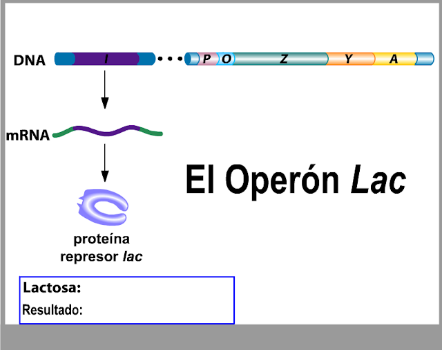 http://www.bionova.org.es/animbio/anim/operonlac1.swf