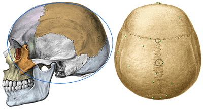 external configuration of the skull