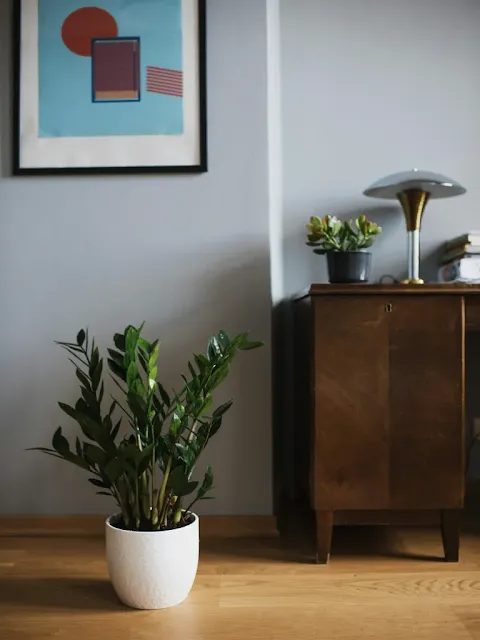ZZ Plant