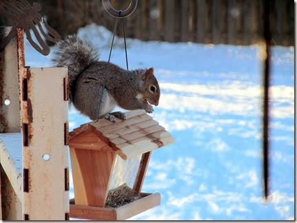 squirrel12-18-13b