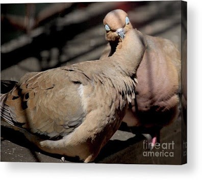 This is a screen shot of an acrylic print which I'm selling on Fine Art America. It features two very amorous Mourning doves. Info is @ https://fineartamerica.com/featured/cooing-mourning-doves-2-patricia-youngquist.html?product=acrylic-print