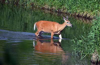 Doe in creek