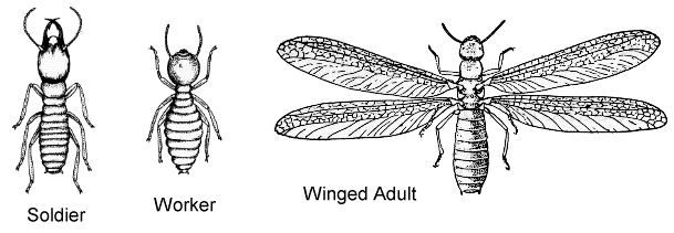 Klasifikasi Ordo Serangga Kajianpustaka Isoptera Gambar Antena Capung